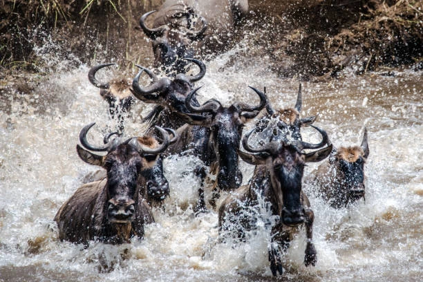 Serengeti Great Wildebeest Migration