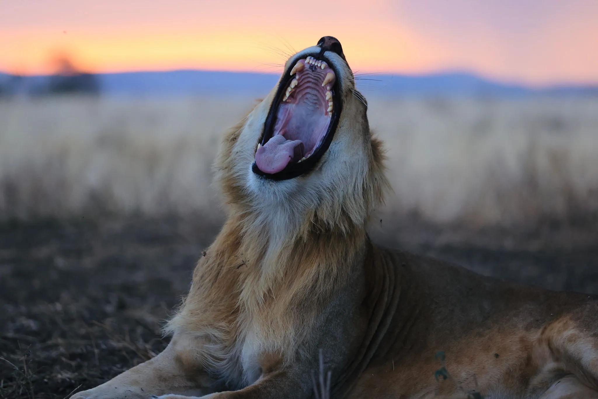 Tanzania Big 5 Safari Tour