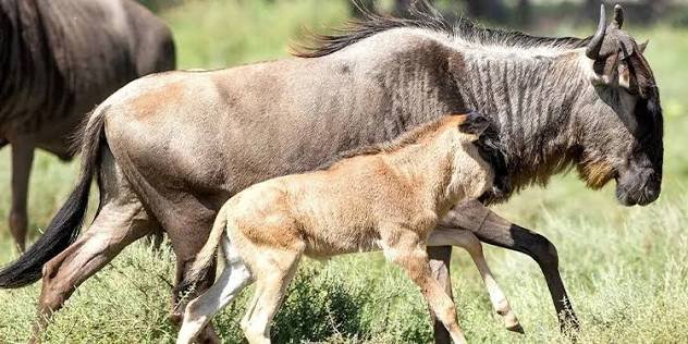 Is Ndutu in the Serengeti? Ndutu and Southern Serengeti Explained