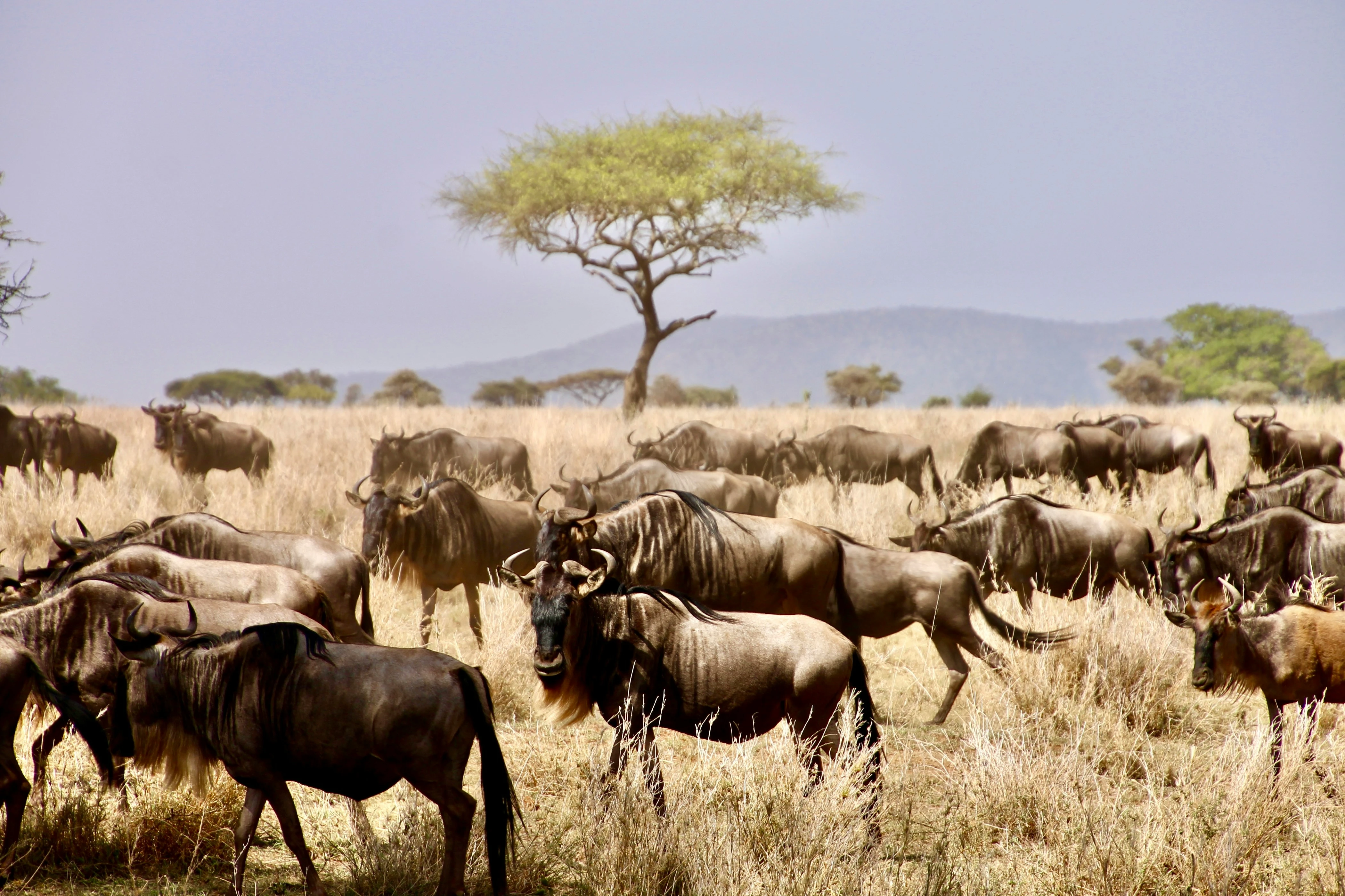Best Time to See the Great Migration in Tanzania