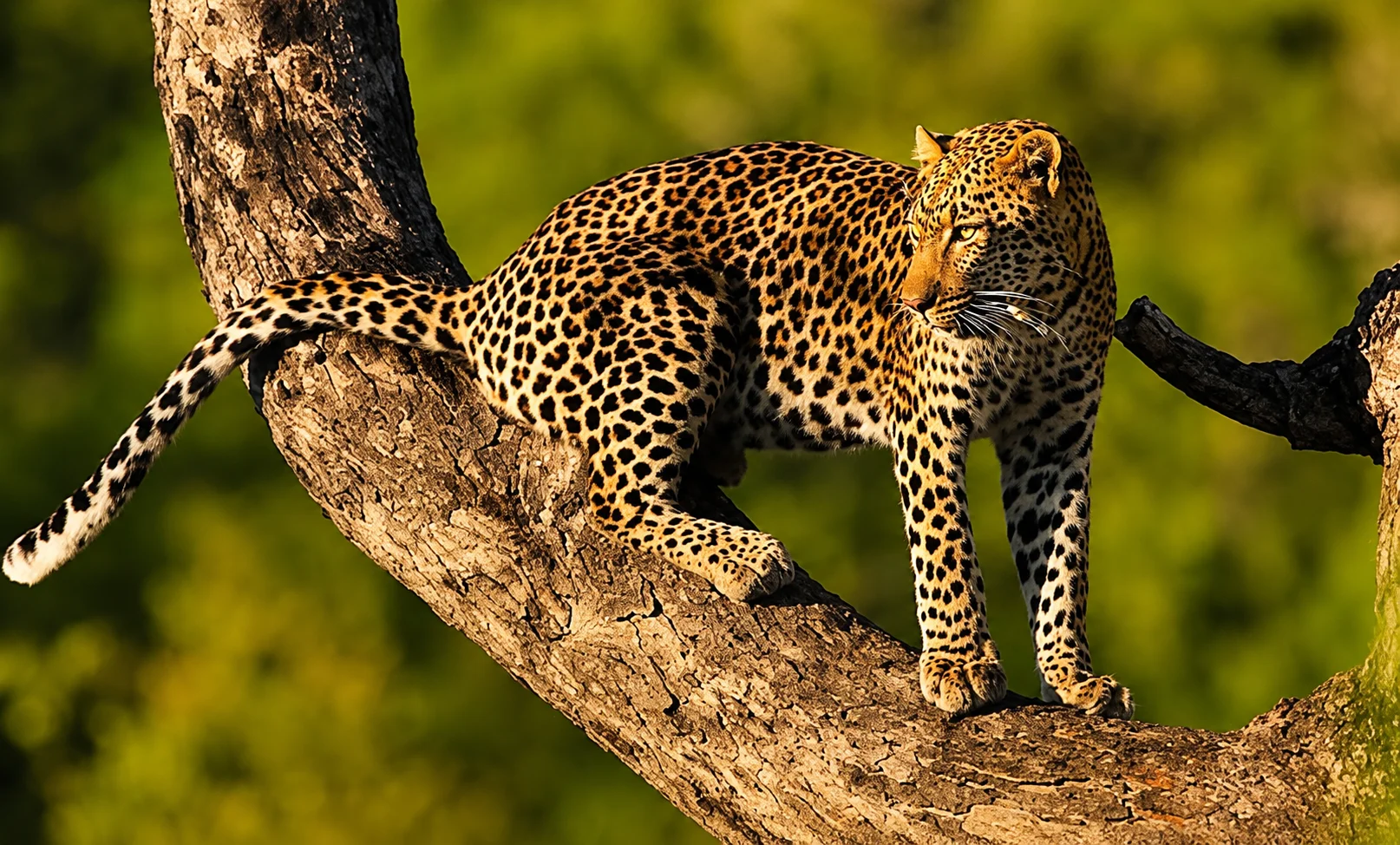 3-Day Tanzania Safari Cost: Budget to Luxury Prices