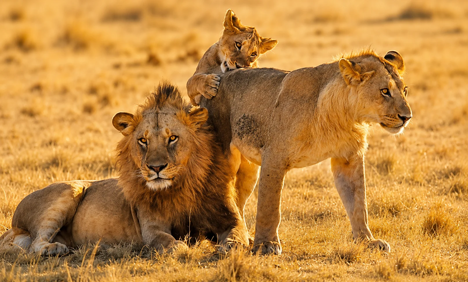 6-Day Tanzania Safari Cost: Full Price Breakdown