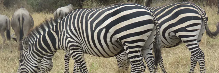 2 Days Tanzania Private Midrange Lodge Safari Safari