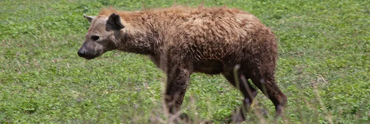 2 Days Tanzania Safari – Tarangire & Ngorongoro Crater Safari
