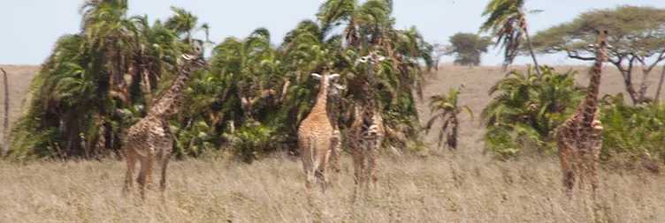 5 Days Best of Tanzania Safari Experience Safari