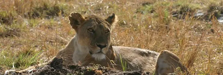 6 Days Wildlife Safari in Tanzania – Big Five Adventure Safari