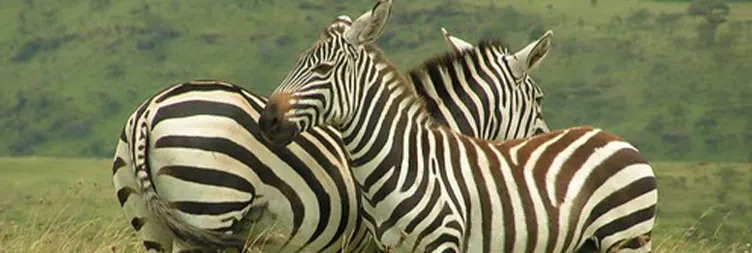 Tanzania Honeymoon Luxury Safari Package Safari