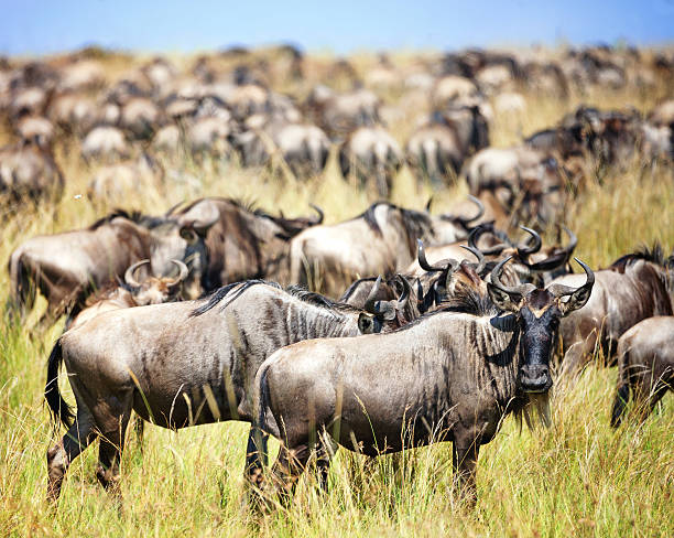 7 Days Great Migration Safari 2026-2027 Serengeti Migration Safari