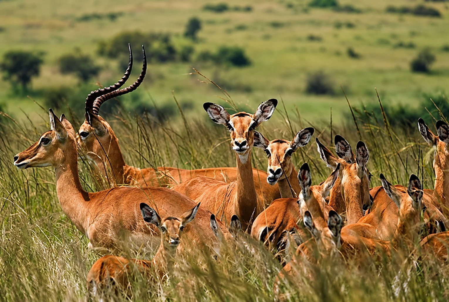 4 Days Mikumi National Park & Udzungwa Mountains Safari
