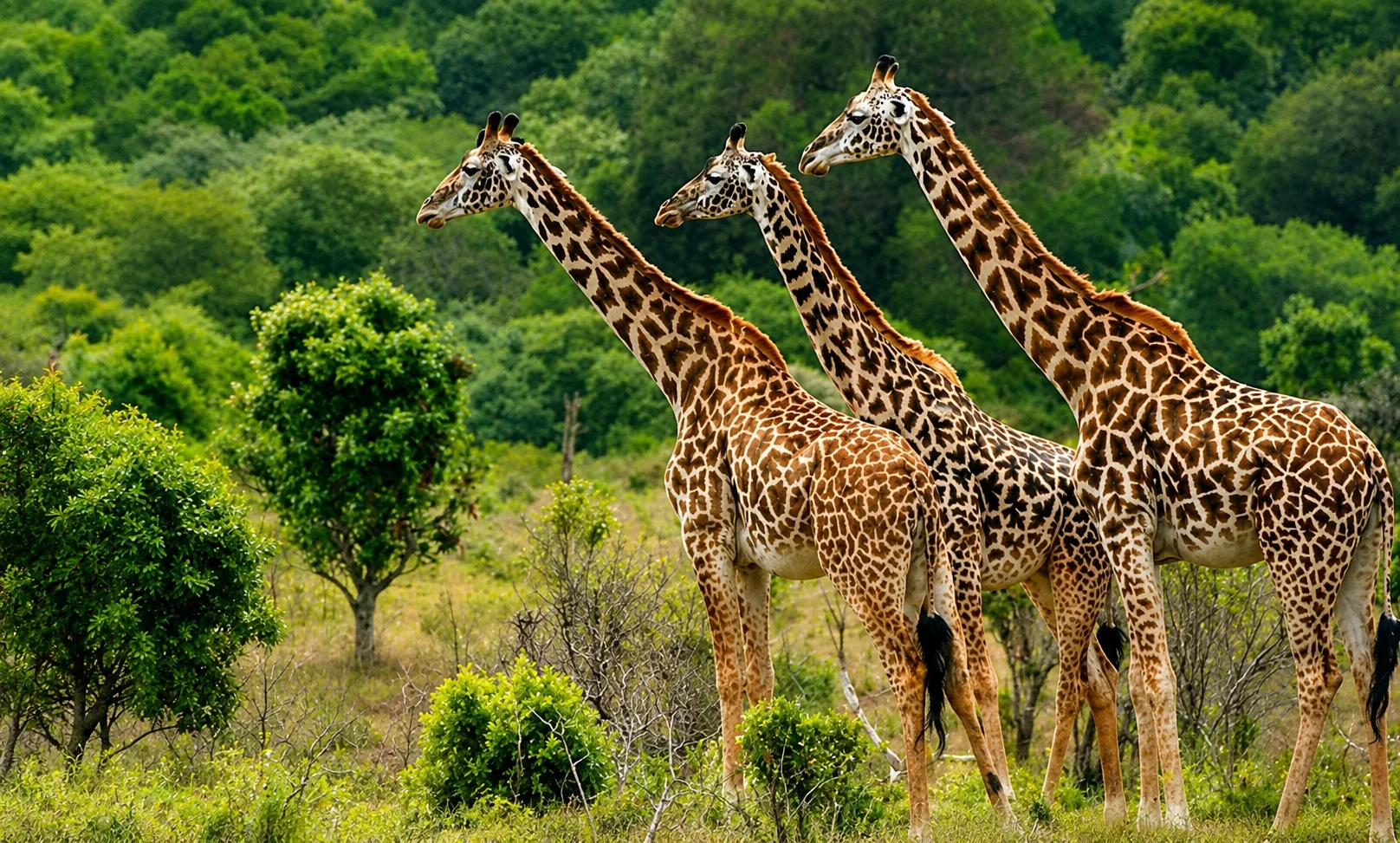 2 Days Mikumi Safari from Dar es Salaam by SGR Train