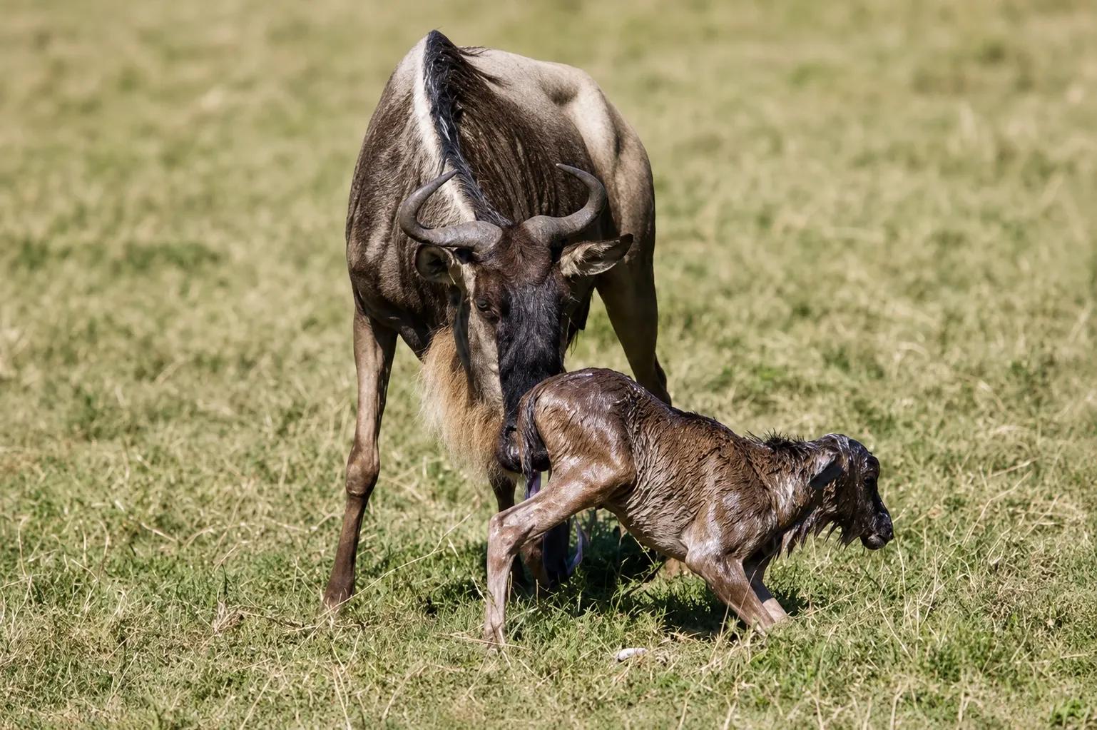 5 Days January Tanzania Private Calving Safari | Serengeti & Ndutu 2027