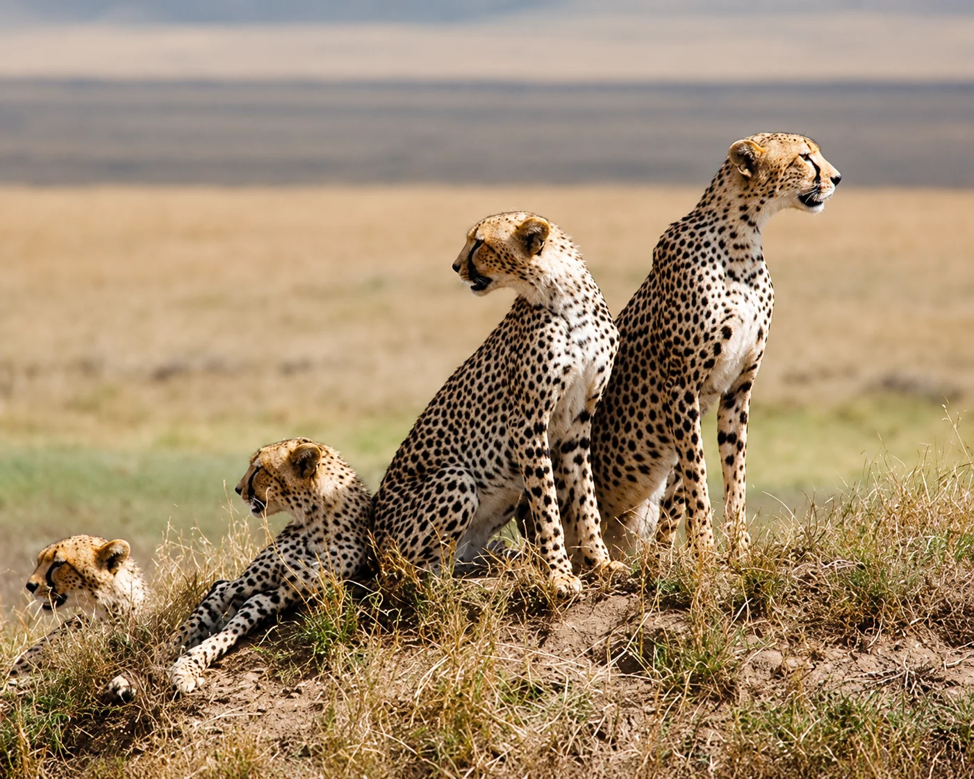 8 Days January 2027 Private Luxury Safari – Serengeti & Ndutu