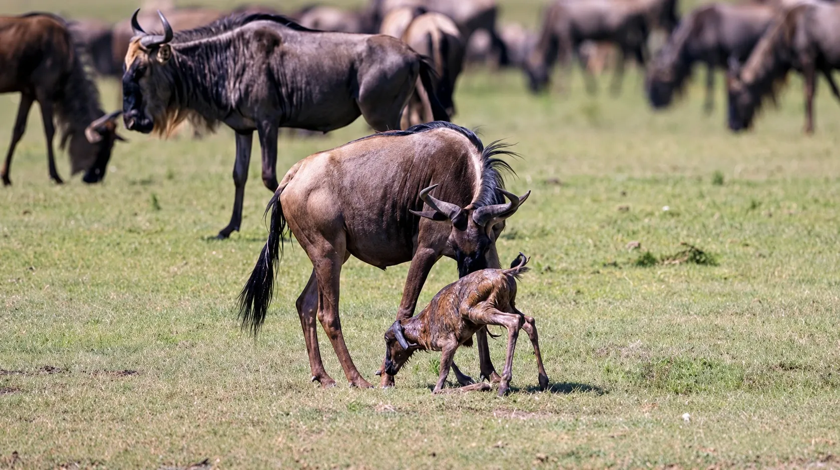 3 Days February Tanzania Private Ndutu Safari 2027