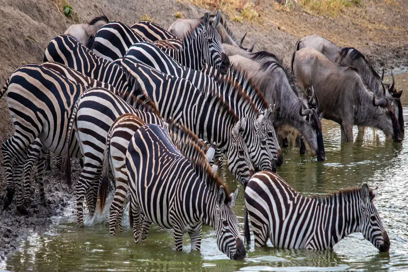 5 Days Serengeti Balloon Safari & Migration | Fly-In, Fly-Out