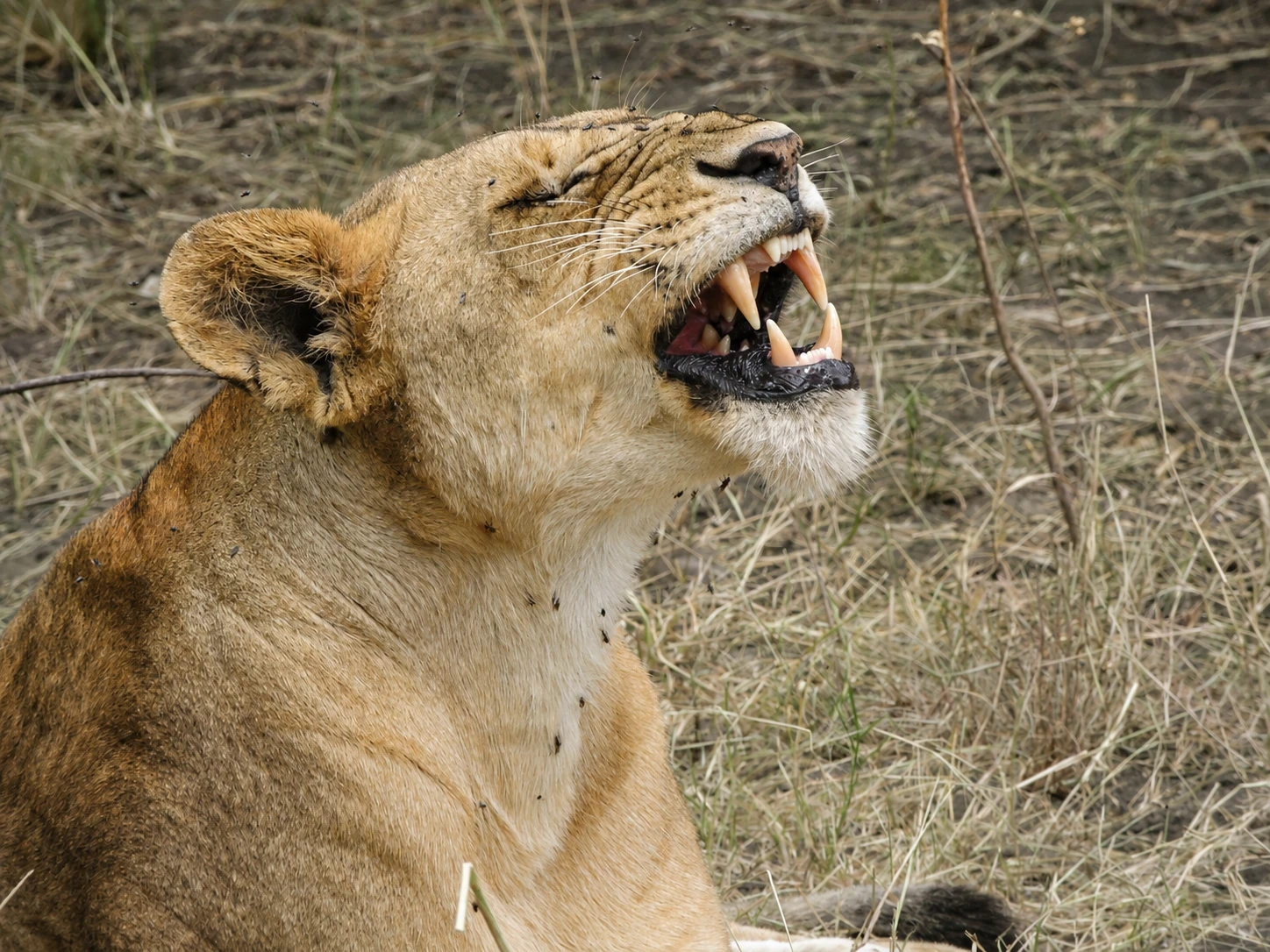 Serengeti National Park Safari Guide | Tanzania Safari