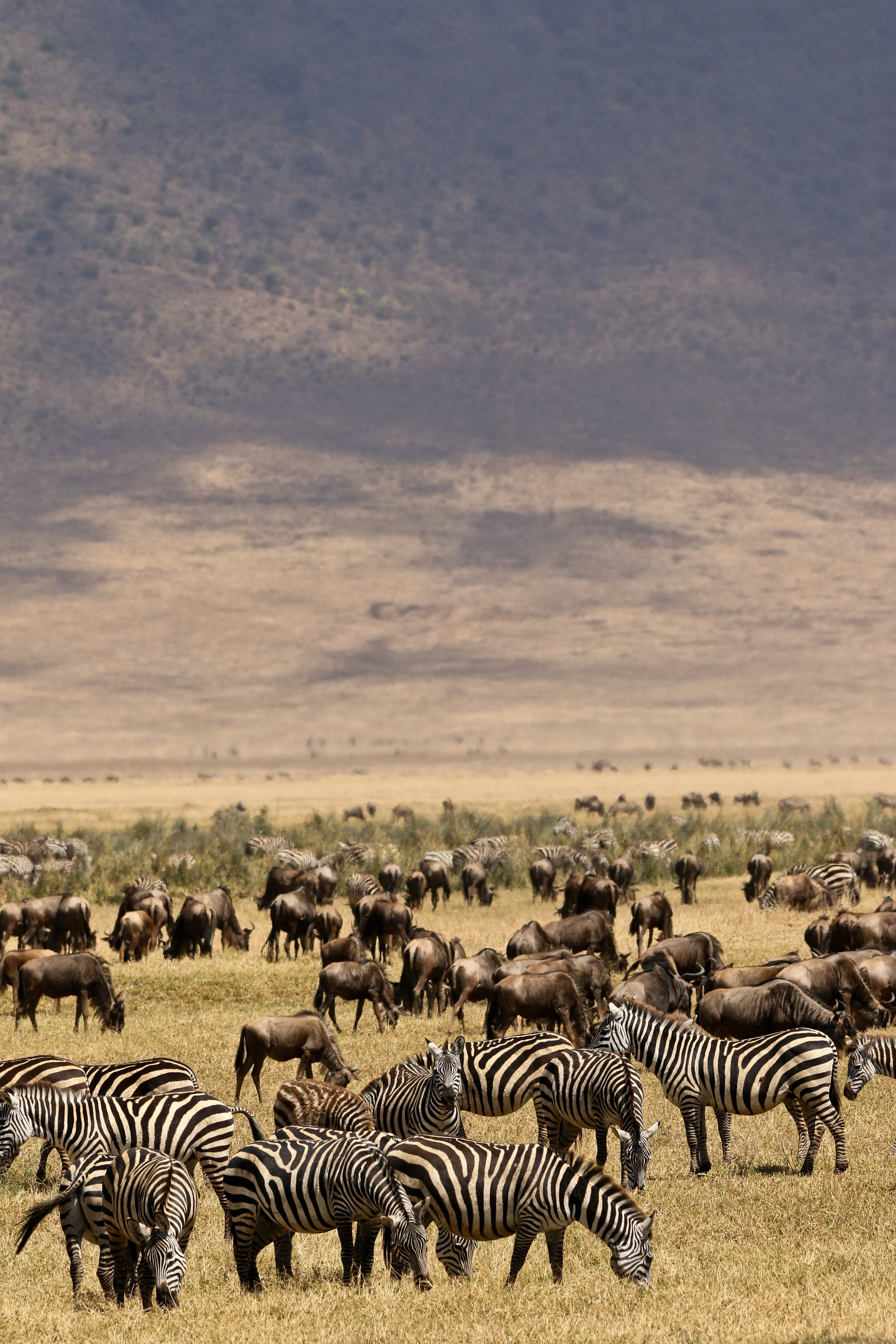 How the Great Wildebeest Migration Works: The Complete Serengeti Cycle