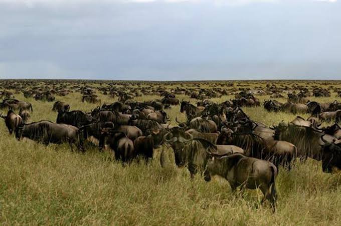 Arusha to Ndutu: Driving Safari vs Flying