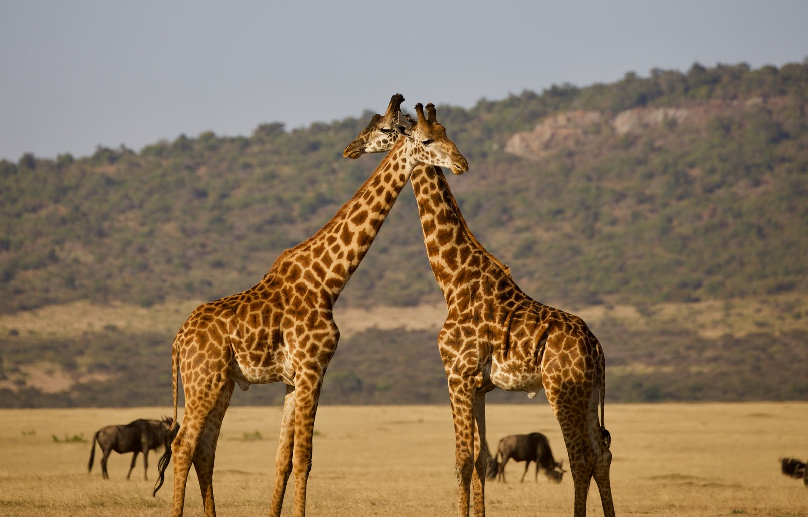 7 Days Tanzania Safari Cost for a Private Tour