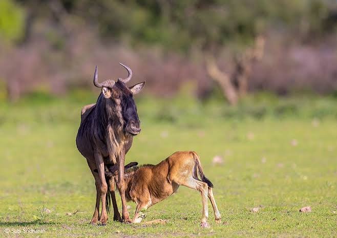 How to Get to Ndutu Tanzania| Driving, Flights & Travel Times