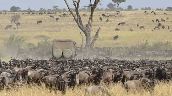 Ndutu Safari Cost Guide