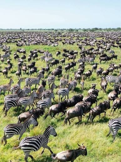 How Far in Advance Should You Book an Ndutu Safari?