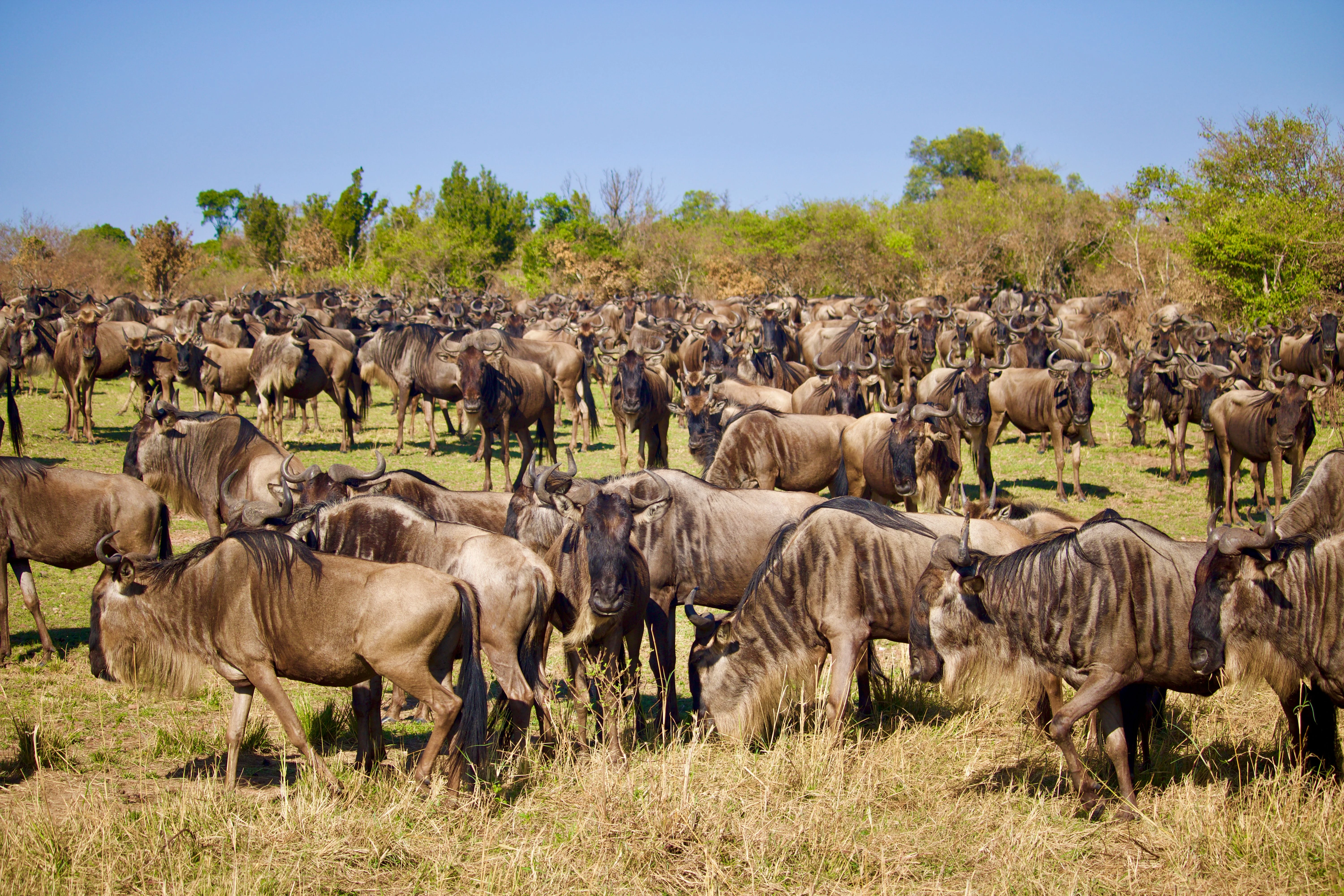Great Migration Safari Cost: Budget, Midrange and Luxury Prices