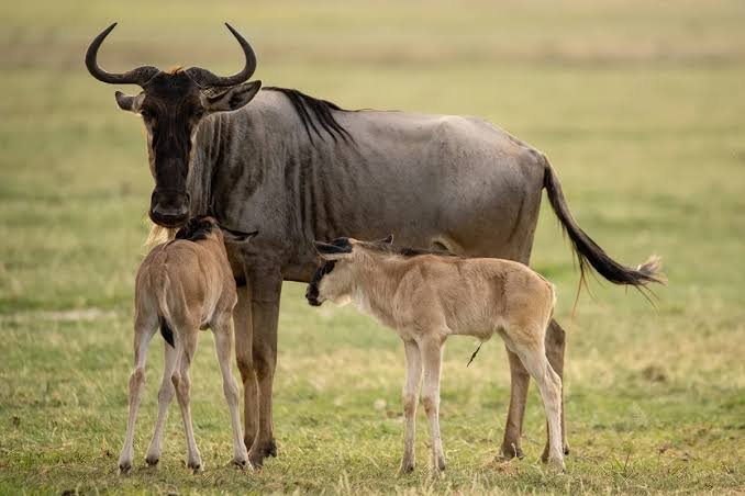 Southern Serengeti/Ndutu Calving Season Wildlife and Predators