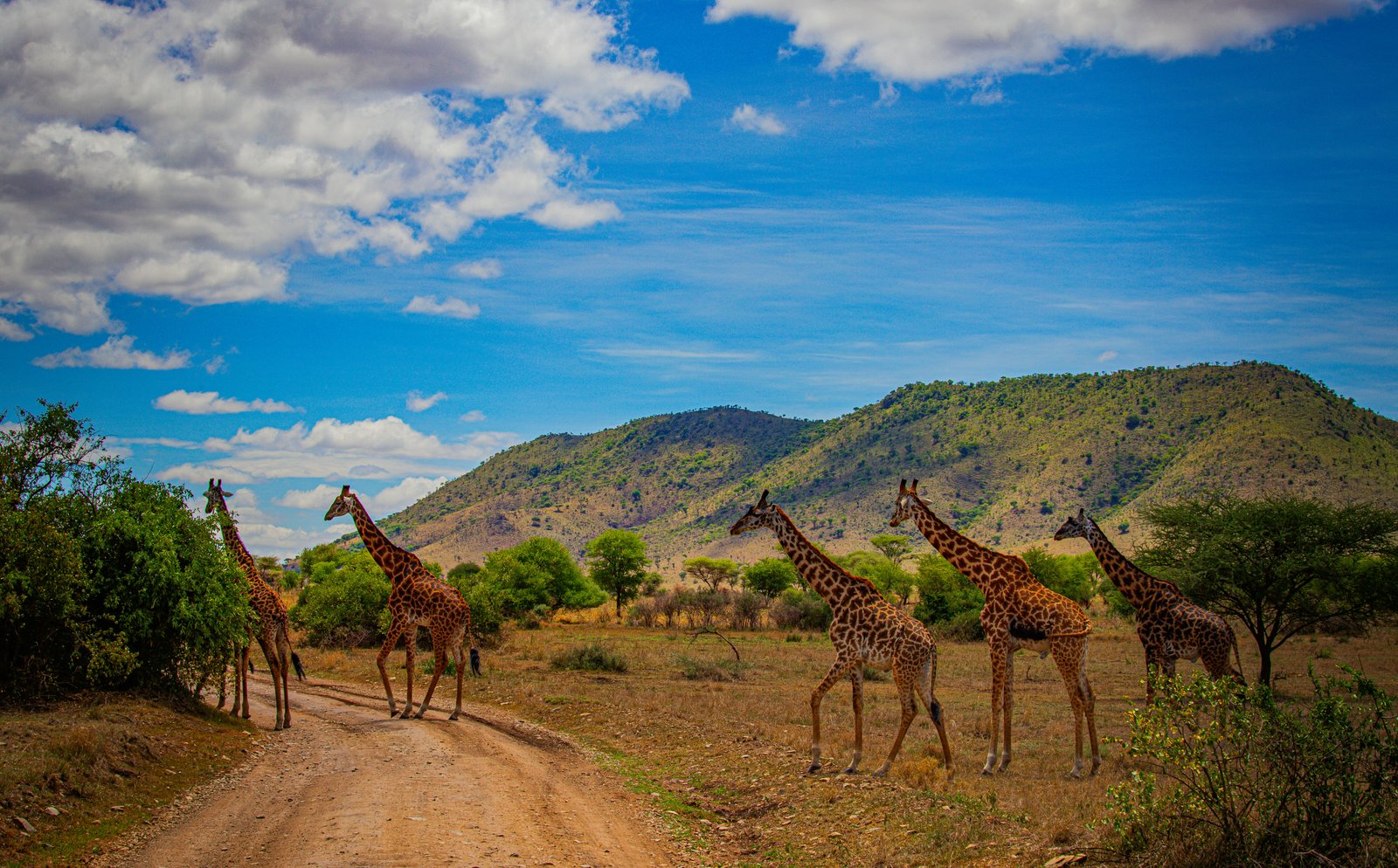 Tanzania Safari from Moshi | 1-7 Day Cost and Price Guide