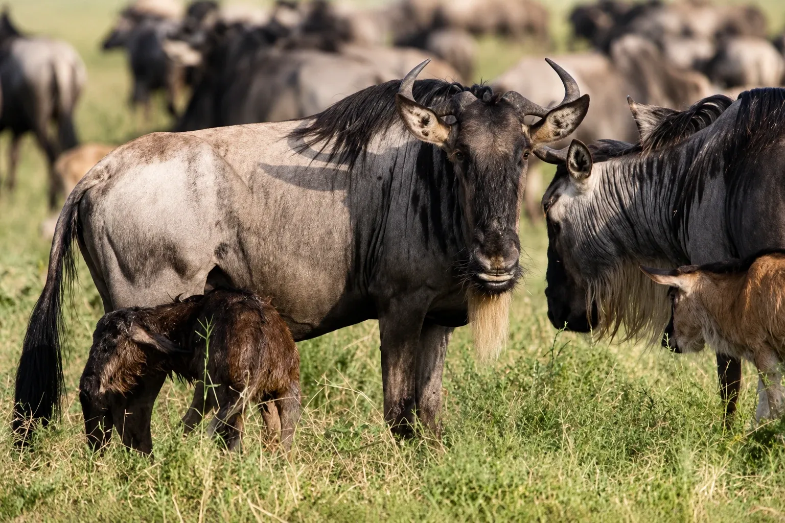 Tanzania Safari and Zanzibar: Complete Planning Guide