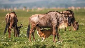 Great Migration Calendar: Month-by-Month Guide, Best Time & Places to See It