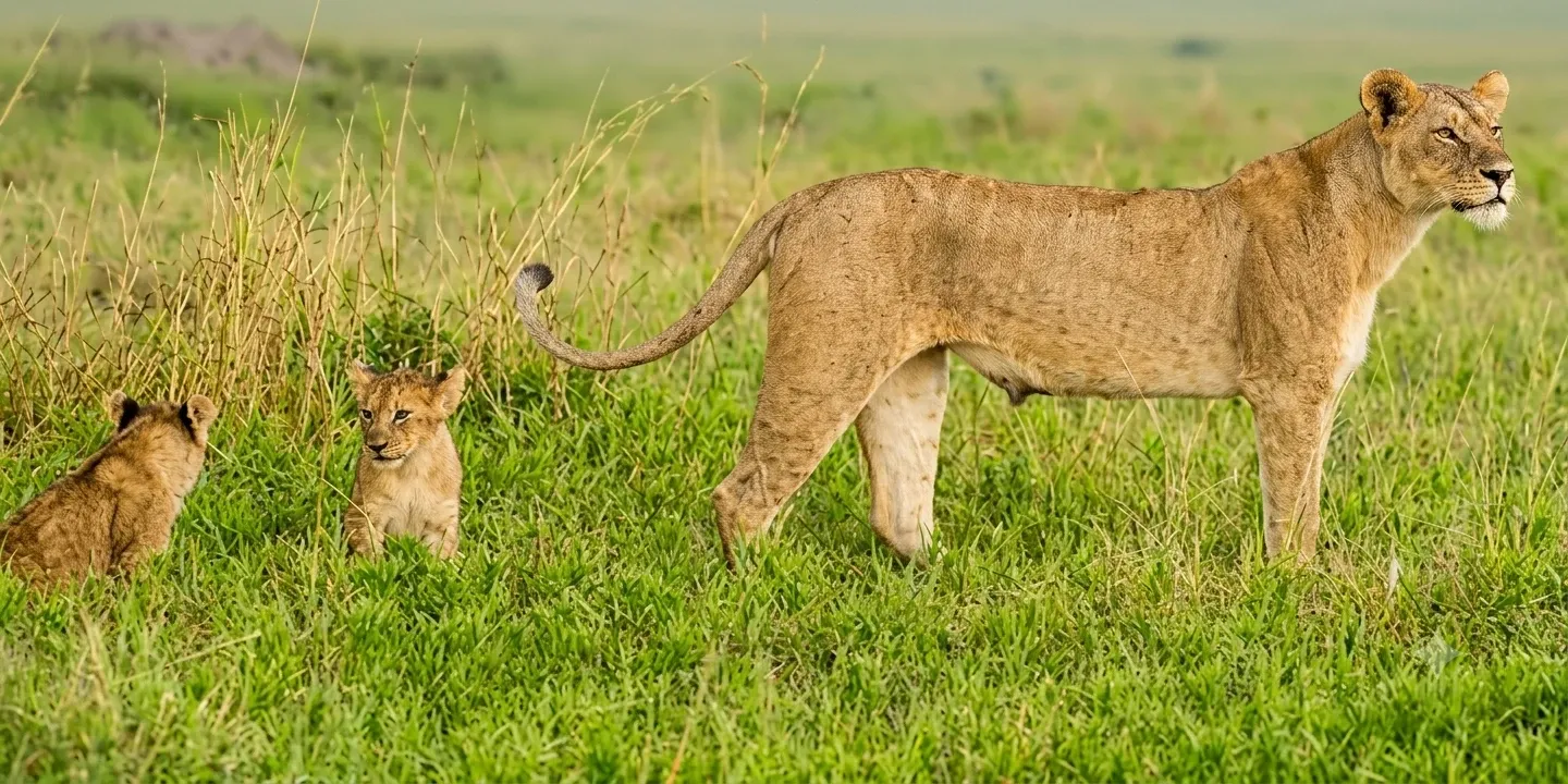 How Much Should You Budget for a 5-Day Tanzania Safari?