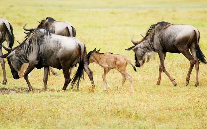 How to Combine Ndutu With Ngorongoro Crater