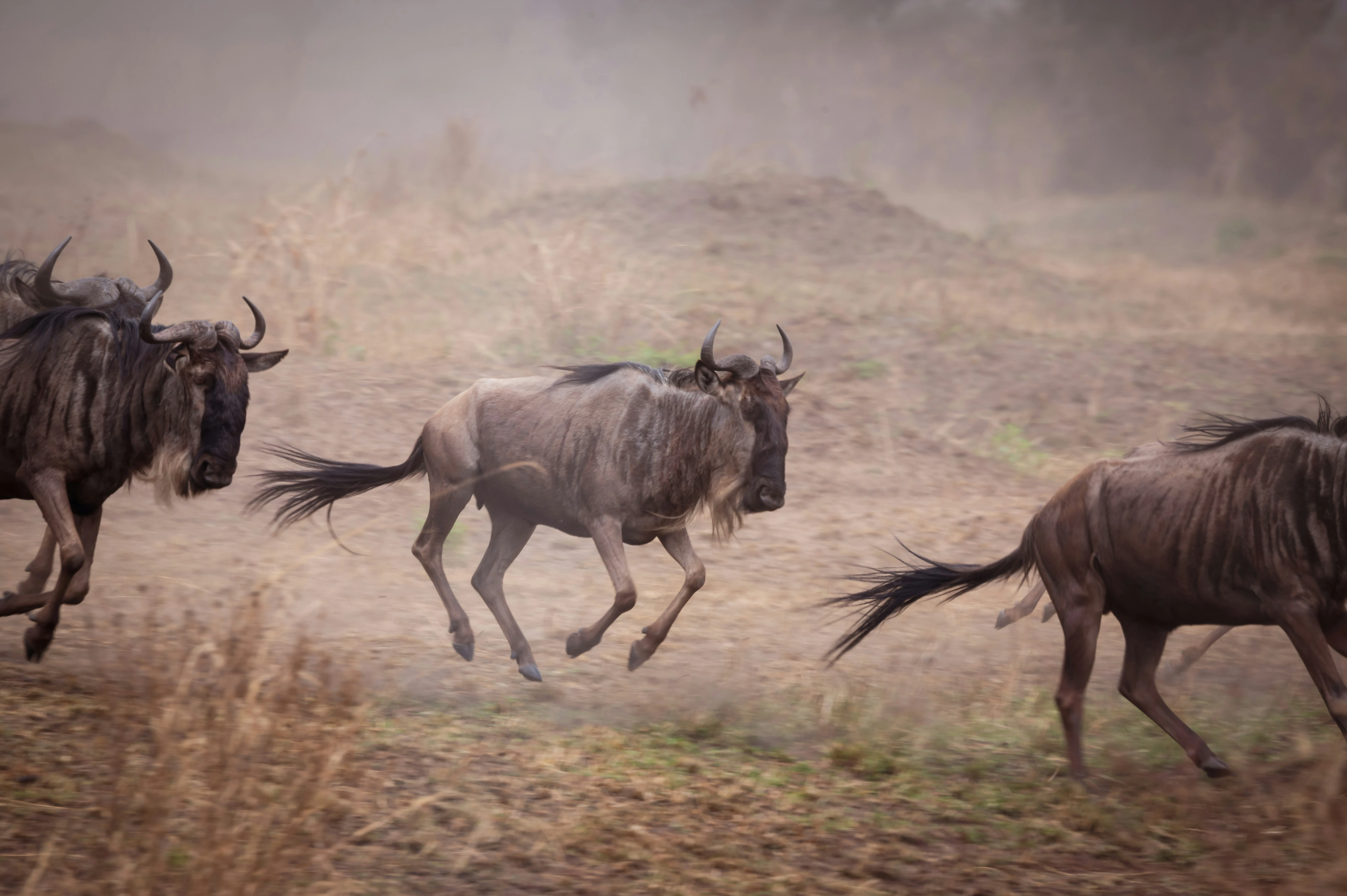Great Migration Map: Where Are the Wildebeest Each Month?