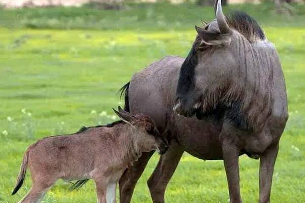 Ndutu Family Safari Guide: Calving Season With Children
