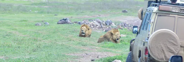 Day 1: Arusha or Zanzibar – Ngorongoro Crater