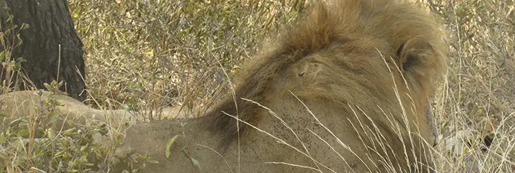 Day 2: Tarangire – Serengeti National Park