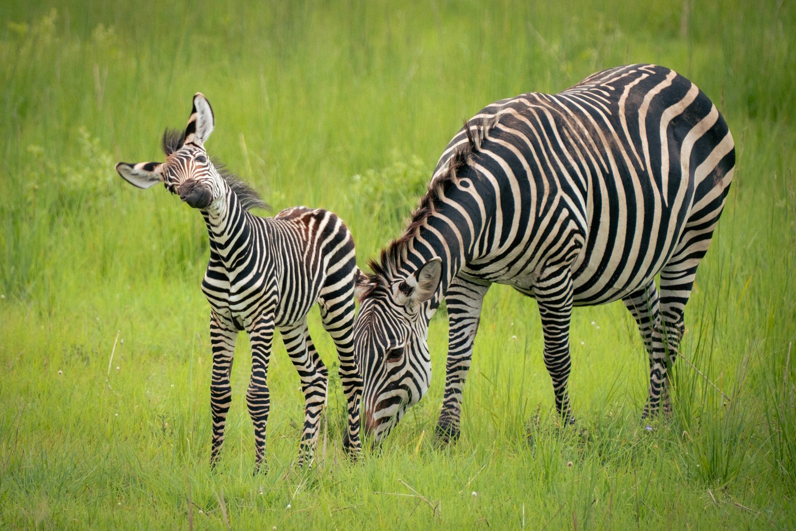 3 Days Tanzania Safari Cost From Moshi or Arusha