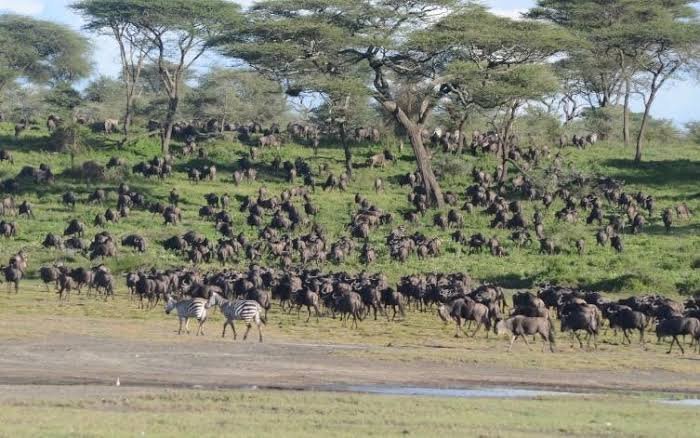 Complete Ndutu Calving Season Guide| When to Visit, Wildlife, Safari Tips & Costs