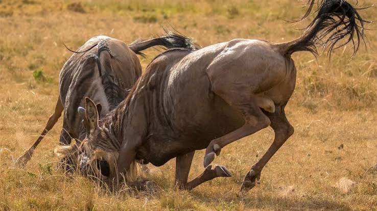 Ndutu Calving Season in January: Complete Safari Guide to Tanzania’s Calving Season