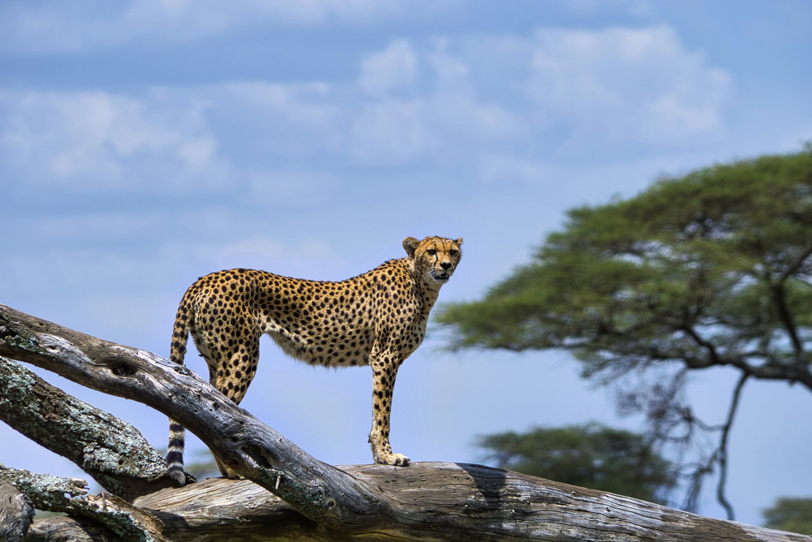 Tanzania Safari on a Budget | Low Season Cost-Saving Tips