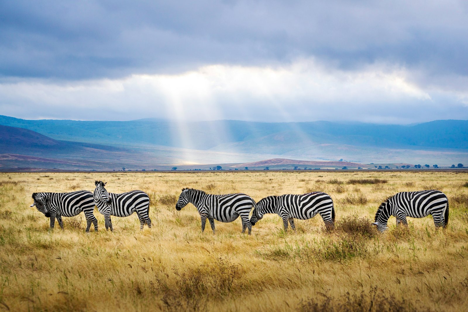 Tanzania National Park Fees Explained for Safari Travellers