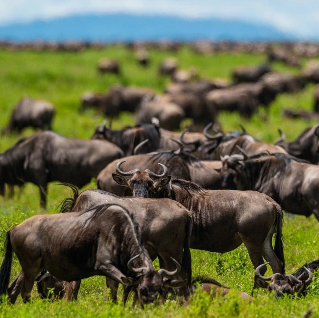 Day 3: Game Drives in Northern Serengeti Following Migration Herds and Predators