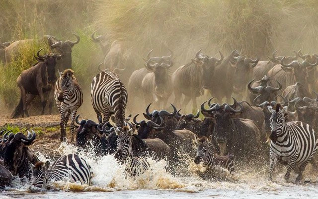 Day 2: Central Serengeti – Northern Serengeti Great Migration – Kogatende/Mara River Area