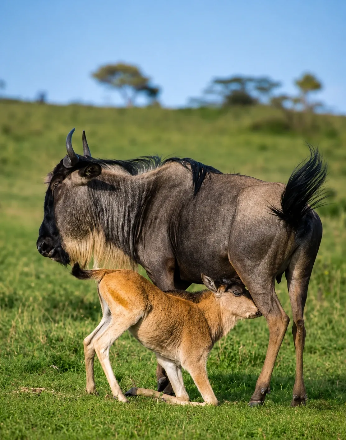 Day 4: Ndutu Region – Off-Road Game Drives – Ndutu Region
