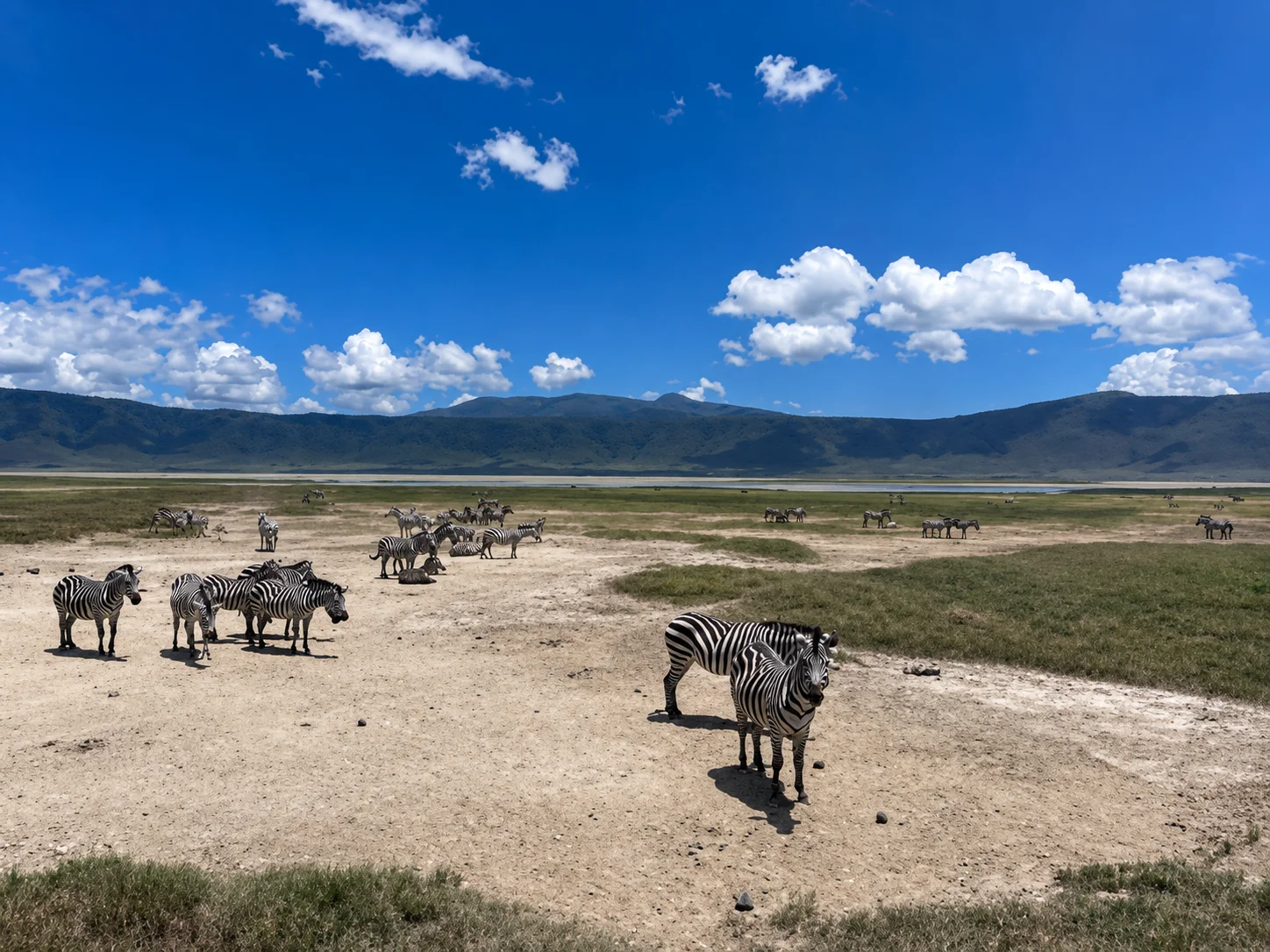 Day 7: Ngorongoro Crater Floor – Dense Wildlife Bowl – Karatu