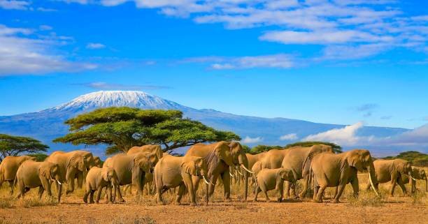 Day 1: Arusha – Tarangire Elephant Safari – Karatu