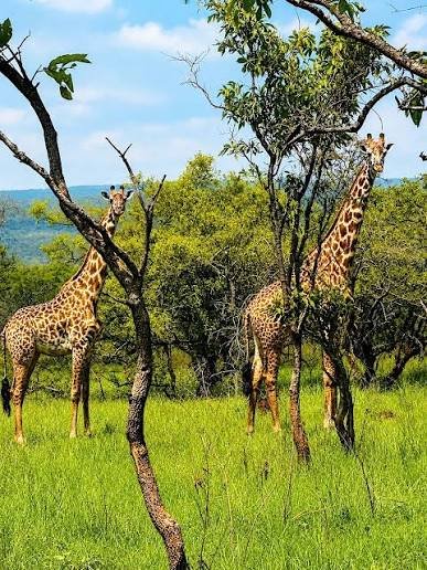 Day 5: Karatu – Ngorongoro Crater Safari – Return to Arusha