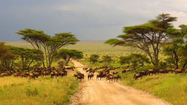 Day 1: Arusha – Drive to Central Serengeti & Afternoon Safari