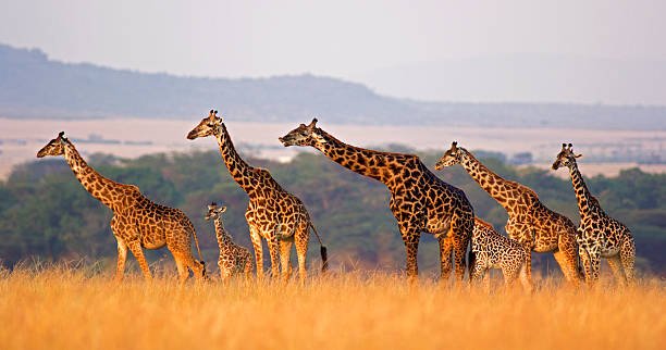 Day 6: Karatu – Ngorongoro Crater Safari & Return to Arusha