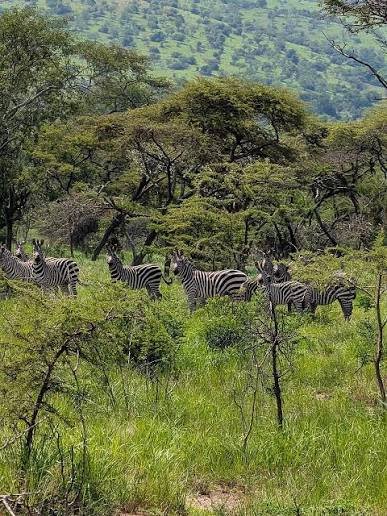 Day 1: Arusha – Drive to Tarangire & Afternoon Safari